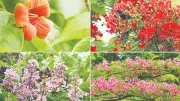 বেগম রোকেয়া বিশ্ববিদ্যালয়ের গ্রীষ্মকালীন পুষ্পবৈচিত্র্য