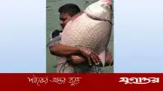 পদ্মায় ধরা পড়ল ২৪ কেজি ৯০০ গ্রামের কাতল, দাম ৫৭ হাজার টাকা