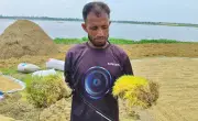 কিশোরগঞ্জে ধানের চারা গজিয়ে কৃষকের ক্ষতির শঙ্কা