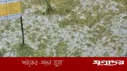 দোহারে টানা বৃষ্টিতে বোরো ধান নষ্ট, কৃষকের স্বপ্ন ভঙ্গ