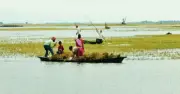 অতিবৃষ্টিতে হাওরে বোরো ধান পচে নষ্ট, চাষিরা দিশেহারা