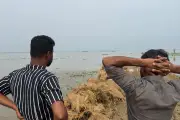 কালো ধানের স্বপ্ন ডুবলো হাকালুকি হাওরের পানিতে