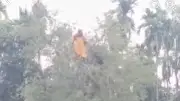 কুড়িগ্রামে নিখোঁজের পরদিন তেঁতুলগাছ থেকে গৃহবধূ উদ্ধার