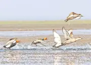 সুনামগঞ্জের টাঙ্গুয়া হাওরে পাখির সংখ্যা উদ্বেগজনক হ্রাস