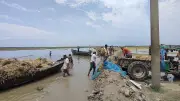 চাঁপাইনবাবগঞ্জে পানিতে তলিয়ে যাওয়া ধান উদ্ধারে হিমশিম খাচ্ছেন কৃষক
