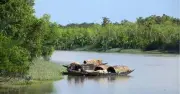 সুন্দরবনে ফের জলদস্যুতা: ২২ জেলে অপহরণ