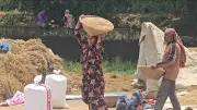 সুনামগঞ্জে রোদের দেখা মেলায় ধান শুকানোর কাজে ব্যস্ত কৃষকরা