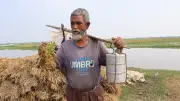 পানিতে তলিয়ে যাওয়া ধান তুলতে হাওরে নোমান মিয়ার হাহাকার