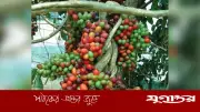 পাহাড়ি ‘রক্ত ফল’ নিয়ে হঠাৎ আলোচনার ঝড়