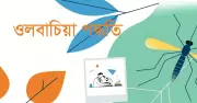 ওলবাচিয়া: মশাবাহিত রোগ নিয়ন্ত্রণের প্রাকৃতিক জৈবিক অস্ত্র
