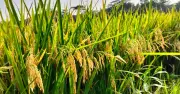 গোপালগঞ্জে বিআরআরআই ধান-১০৮ চাষে কৃষকদের আগ্রহ বাড়ছে
