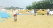 রোদ ফিরতেই হাওরে ধান শুকানোর ব্যস্ততা, স্বস্তি ফিরেছে কৃষকদের মাঝে