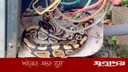 এসির ওপর বসে থাকা বিশাল অজগর সাপের ভাইরাল ভিডিও