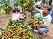 দেশজুড়ে নানা খবর: আঙুর চাষ থেকে ধান শুকানো