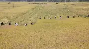 ধান কাটা ও মাড়াইয়ের ব্যস্ততায় কৃষকরা