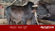 নওগাঁয় ৪০ মণের ‘সোনা-মানিক’, দাম ১২ লাখ টাকা