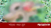 হাটহাজারীতে বিরল প্রজাতির ‘লাল-গলা ঢোঁড়া’ সাপ উদ্ধার