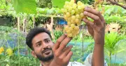 চাকরি না করে জমিতেই মরুভূমির ফল আঙুর চাষে সাফল্য ইকরামের