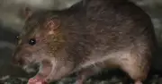 হান্টাভাইরাসে ক্রুজ জাহাজে প্রাদুর্ভাব, জনস্বাস্থ্যের ঝুঁকি কম: ডব্লিউএইচও