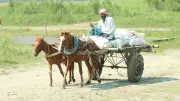 ঝুঁকি নিয়ে রেলপথ পারাপার: একঝলকে বাংলাদেশের নানা দৃশ্য