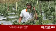 কৃষকের স্বপ্ন ভাঙল দুর্বৃত্তের প্রতিহিংসায়, মরিচ গাছ উপড়ে ফেলল