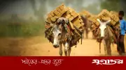 বিশ্ব গাধা দিবসে গাধার গৌরবগাথা: সমাজের নীরব নির্মাতা