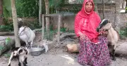 দেশি মাছ সংরক্ষণ প্রকল্পে দক্ষিণাঞ্চলে মাছ উৎপাদন বেড়েছে ৫০ হাজার টন
