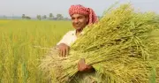 ভারী বর্ষণে রাঙ্গুনিয়ায় বোরো ধানের ক্ষতি, আশঙ্কা কাটেনি কৃষকদের