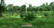 সীমান্তে বিএসএফের গুলিতে বাংলাদেশি যুবক নিহত
