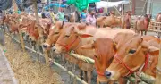 খুলনা বিভাগে কোরবানির পশুর উদ্বৃত্ত, দাম কমার আশা