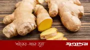 পিরিয়ডের ব্যথা কমাতে আদা: কতটা কার্যকর এই ঘরোয়া প্রতিকার?