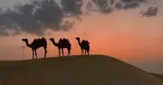 নবীজির কোরবানি: পদ্ধতি, পশু ও বিতরণ নীতি