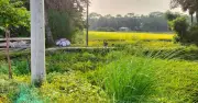 গোপালগঞ্জের কোটালীপাড়ায় সড়কবিহীন গ্রাম, ২৫০ পরিবার ভোগান্তিতে