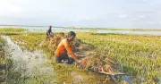 সুনামগঞ্জে বন্যায় কৃষকের দুর্দশা: ধান পচে খড়ের সঙ্গে মিশে যাচ্ছে