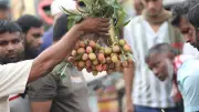 দশটি ছবিতে বাংলাদেশের গ্রামীণ জীবনের নানা দিক