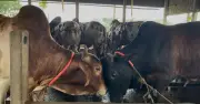 ঢাকার ধামরাইয়ে ঈদুল আজহায় ৫১ হাজার গবাদিপশু প্রস্তুত