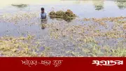 গৌরীপুরে বৃষ্টির পানিতে ধান পচে নষ্ট, বিনামূল্যেও নিচ্ছে না কেউ