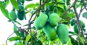 রাজশাহীর আমবাগানে ১৫ মে থেকে আম সংগ্রহ শুরু