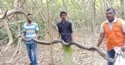 শরণখোলায় উদ্ধার বিশাল অজগর সুন্দরবনে অবমুক্ত