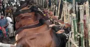 ঈদুল আজহায় রাজধানীতে ২৬টি পশুর হাট, দুই সিটির তালিকা প্রকাশ