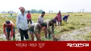 আদমদীঘিতে ৬০০ বিঘা জমির ধান পানিতে তলিয়ে গেছে, কৃষকরা দিশেহারা