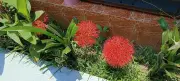 পাবনায় ফুটল মে ফ্লাওয়ার, দৃষ্টিনন্দন লাল গোলাকার ফুল