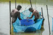 দেশজুড়ে নানা দৃশ্য: ঘুঘু থেকে লাউ, মরিচ থেকে মাছ