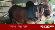 জামালপুরে ৮০০ কেজির ‘ক্রিস গেইল’ কিনতে ক্রেতাদের ভিড়