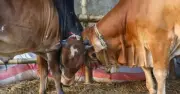 কোরবানির শর্ত ও নিয়ম: বিশুদ্ধ নিয়ত ও হালাল সম্পদ আবশ্যক