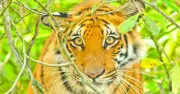 সাতক্ষীরায় বাঘের আক্রমণে মৌয়াল আহত