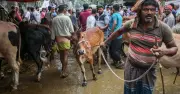 ঈদুল আজহায় পশুর হাটে জাল নোট শনাক্তকরণ বুথ বসানোর নির্দেশ