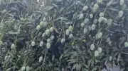 আম চাষে বাম্পার ফলন, চাষিদের মুখে হাসি