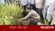 শেরপুরে কৃষকের সঙ্গে ধান কাটলেন এমপি প্রিয়াঙ্কা