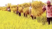 প্রকৃতির রোষে কৃষকের ভাগ্য অনিশ্চিত, নতুন বৃষ্টি বলয়ে বিপদ